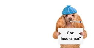 The Importance of Pet Insurance in Pennsylvania: Ensuring Your Furry Friend\’s Well-Being